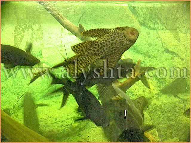 аквариум в Алуште